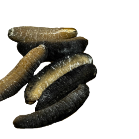 【HAI-O】SEA CUCUMBER  (L) (300G)